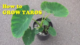 Plant Traveller How to Grow Taros eddoes [upl. by Ettenim]