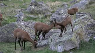 Faune sauvage des Pyrénées [upl. by Efi]