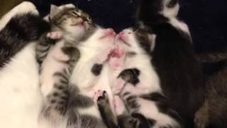 BABY KITTENS twitching in their sleep [upl. by Baudoin]