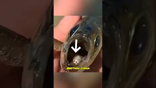 👉Tongue Eating Parasite😱😲👈 animals fishing [upl. by Stinky]