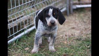 Fun and silly Bluetick Coonhound puppies at 7 weeks [upl. by Farhi]