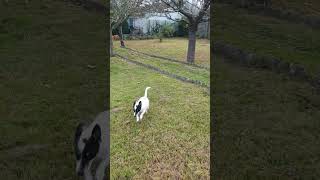 Yoshi dans le jardin cute jackrussellterrier humour parodie jardin chien yoshi blague rire [upl. by Nyliak]