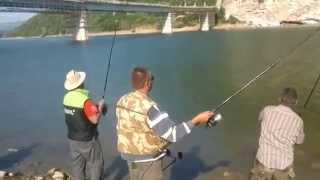 Div Krap na Debarsko Ezero 2 del  Wild Carp in Debar Lake part 2 [upl. by Teodoro]