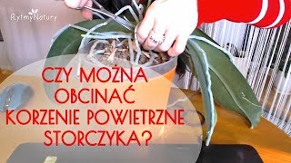 Czy można obcinać korzenie powietrzne storczyka [upl. by Sldney]