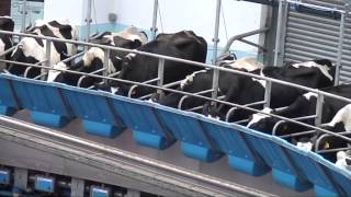 Fullwood Rotary Abreast Milking Parlour [upl. by Neibaf]