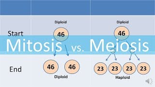 Mitosis vs Meiosis updated [upl. by Goines]