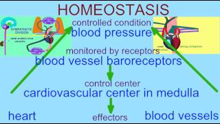 HOMEOSTASIS BLOOD PRESSURE REGULATION [upl. by Lezti]