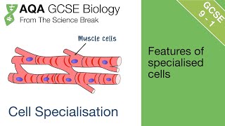 A level Biological Molecules  Learn the ENTIRE topic in this video AQA A level Biology Revision [upl. by Brigham]