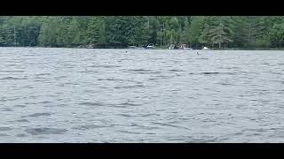 Loons on Raquette lake [upl. by Notelrac]