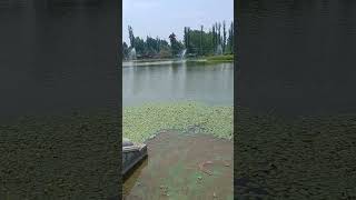 Kashmir Garden snehaghadge shortvideo viralshort youtubeshort kashmir [upl. by Airekal]