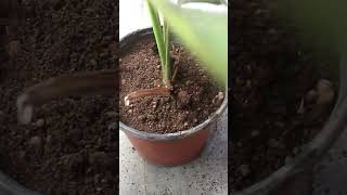 FASTEST Growing Indoor Plant ENOUGH [upl. by Clougher209]