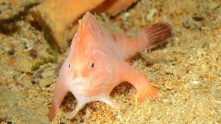 Discovery of a Pink Handfish [upl. by Cutter223]