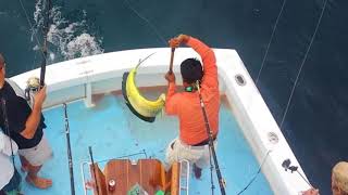 Dorado Fishing  Golfito Costa Rica  Captain Bobby McGuinness [upl. by Ardnaiek]