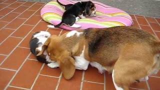 Mamma beagle gioca con i cuccioli [upl. by Adehsar]