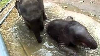 Pinnawala Elephant Orphanage baby elephants playing in the water [upl. by Gwendolyn]