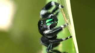 Jumping Spiders MatingPhidippus Audax [upl. by Yliab]