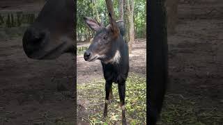 Southern Serow  Ep 00131 animals wildanimals wildlifecare aniworldwide southern serow [upl. by Rasmussen]