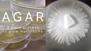 Agar Recipe Rhizomorphic Mycelium MEA MYA Plates Petri Dish Clone Grow Mushrooms Easy Home Mycology [upl. by Jaal]