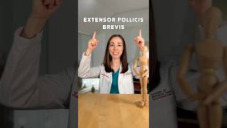 Know Your Anatomy Extensor Pollicis Brevis 👍🏻 anatomy violin youtubeshorts smallyoutuber [upl. by Tonye544]