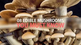 What are the common edible mushrooms [upl. by Ragse]