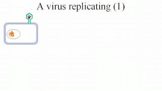 virus replication [upl. by Fechter]