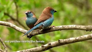 Mating ritual of a blue Waxbill couple [upl. by Brecher269]