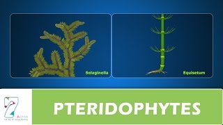 PTERIDOPHYTES [upl. by Bergman911]