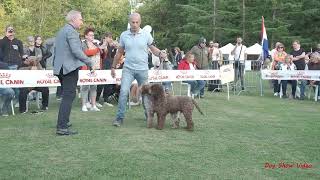 Lagotto Romagnolo Best in Show [upl. by Diaz]