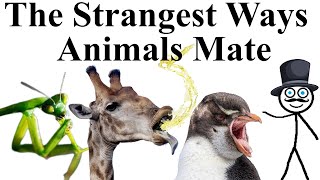 The Weirdest Mating Rituals in the Animal Kingdom [upl. by Ibok]