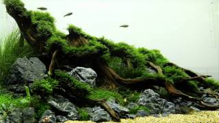 60cm Nature Aquarium  Hillside [upl. by Tyika21]