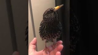 Starlings Stunning Skills with Sound  ViralHog [upl. by Phillipe]