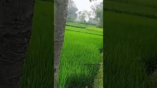 Sona rakam jharkhand chhodi per desh kahe jab [upl. by Ayom]