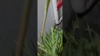 Gladiolastick flower nature flower balcony balconygarden trending [upl. by Karr]