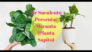 Mr Suculento Presenta Planta Maranta Planta Sapito ¿Como debemos cuidarla Planta de Interior [upl. by Lleraj]