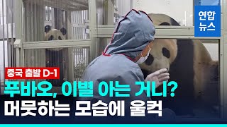 푸바오 이별 D1…비행기 적응 훈련 영상 공개 quot이리 와봐quot  연합뉴스 Yonhapnews [upl. by Aiselad]