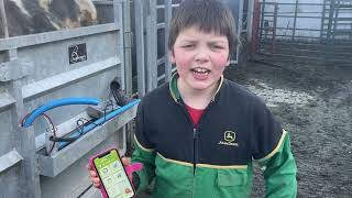 WEIGHING your CATTLE with HERDWATCH [upl. by Sallee595]