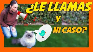 Cómo LLAMAR a un GATO 📝 Enseñar a un GATO su NOMBRE 🐱  Adiestramiento Felino [upl. by Pitts]