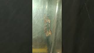 I caught my Spider molting animal insects spider anime nature pet kadalit [upl. by Tremaine]