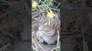 lark baby under mother with head off shorts [upl. by Ecidnarb]