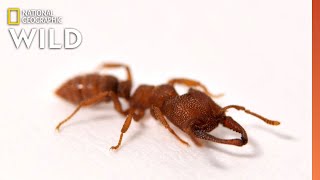 This Ant Moves Faster Than Any Animal on Earth  Nat Geo Wild [upl. by Dirgis182]