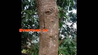 Symptoms of Gummosis Disease in Mango tree MajormangodiseaseinNepalIndia Gummosis [upl. by Pearline989]