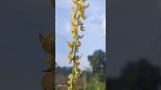 കിലുക്കച്ചെടിCrotalaria pallidaroadsideattractions gardenvibes flowers roadside tamil music [upl. by Gittel]