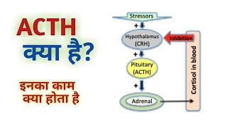 ACTH test  ACTH Test Procedure [upl. by Ahcorb]