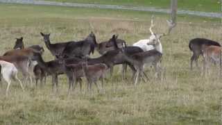 Fallow Buck Rutting [upl. by Gaidano655]