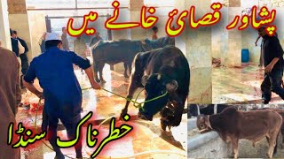 Peshawar Slaughter House Visit Big Buffalo Ring Road Mandi Peshawar Latest Updates 2023 [upl. by Pappas232]