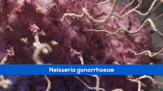 Medical Animations  Bacteria Gonorrhoea [upl. by Solohcin601]