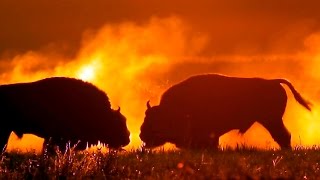 European BISON FIGHT [upl. by Yasmine]