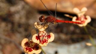 Carnivorous Plants of Litchfield National Park [upl. by Sirama]