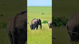 Tusker Bull Elephant Spotted In Maasai Mara  Wildlife ShortsAfrica YouTubeCreatorCommunity [upl. by Nanny]