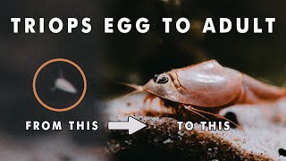 I Documented Triops Longicaudatus Red from UNBOXING to ADULT VERTICAL VIDEO BTS [upl. by Akeit]